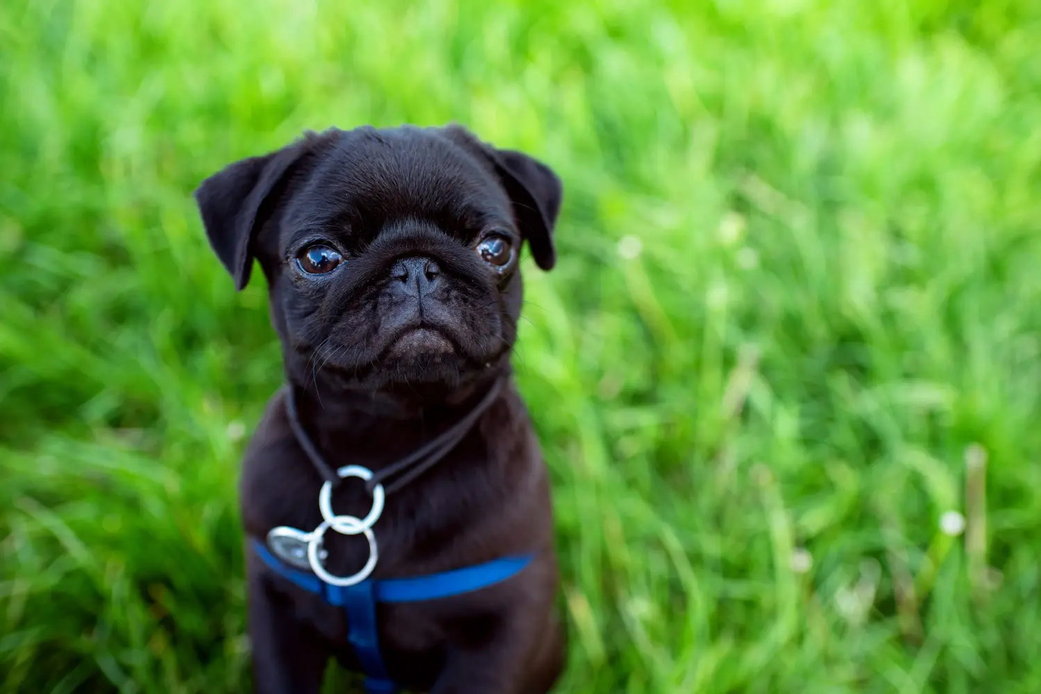 Bir pug yavrusu satın almak sorumluluk almak demektir! Pug yavrusu al.