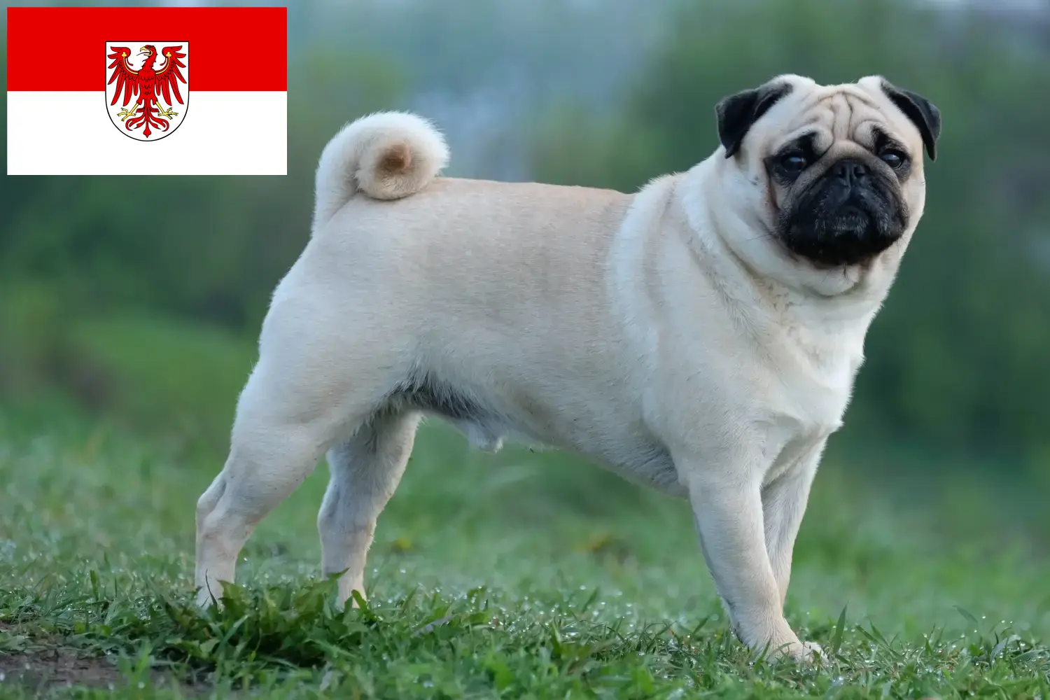 Pug yavruları ve yetiştiricileri Brandenburg Burada Brandenburg'daki Pug yetiştiricilerini bulabilirsiniz.