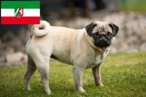 Read more about the article Kuzey Ren-Vestfalya’da Pug yetiştiricileri ve köpek yavruları