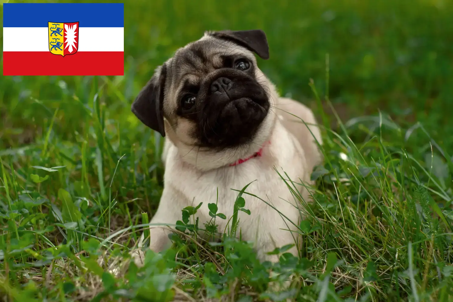 Pug yavruları ve yetiştiricileri Schleswig-Holstein Burada Schleswig-Holstein'daki Pug yetiştiricilerini bulabilirsiniz.