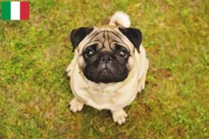 Read more about the article İtalya’daki Pug yetiştiricileri ve yavru köpekler