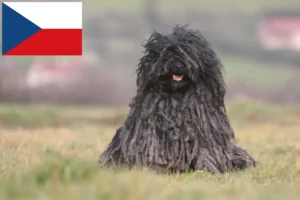 Read more about the article Çek Cumhuriyeti’ndeki Puli yetiştiricileri ve yavru köpekler