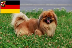Read more about the article Rheinland-Pfalz’da Pekinez yetiştiricileri ve köpek yavruları