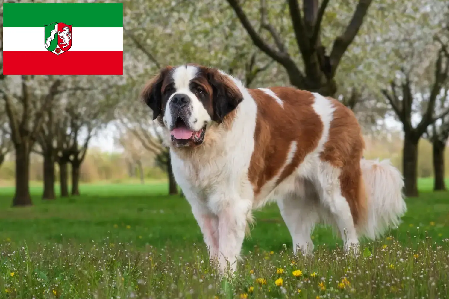 Read more about the article Kuzey Ren-Vestfalya’da Saint Bernard yetiştiricileri ve köpek yavruları
