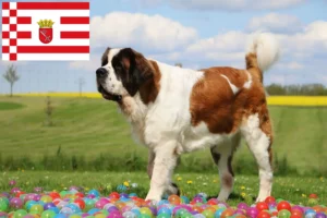 Read more about the article Bremen’de Saint Bernard yetiştiricileri ve köpek yavruları