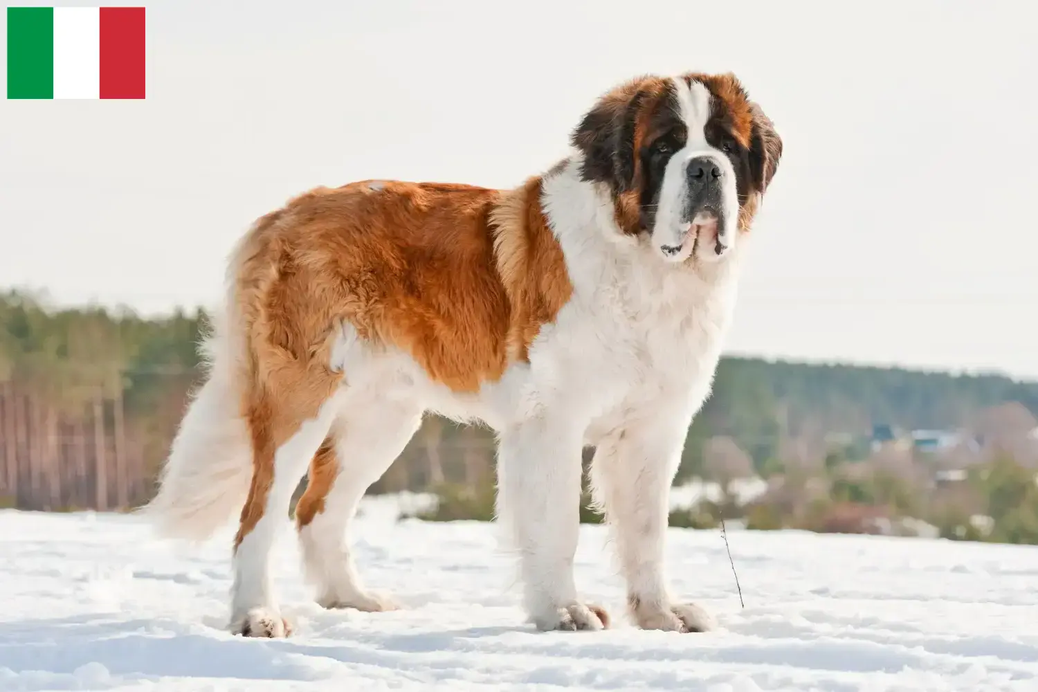 Read more about the article İtalya’da Saint Bernard yetiştiricileri ve köpek yavruları