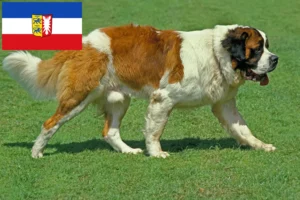 Read more about the article Schleswig-Holstein’da Saint Bernard yetiştiricileri ve köpek yavruları