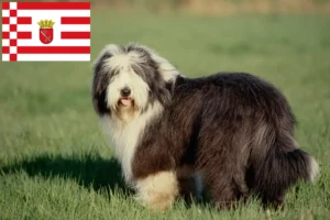 Read more about the article Bremen’de Bearded Collie yetiştiricileri ve köpek yavruları