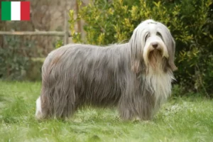 Read more about the article İtalya’da Bearded Collie yetiştiricileri ve köpek yavruları