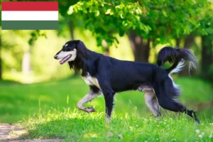Read more about the article Macaristan’da Saluki yetiştiricileri ve köpek yavruları