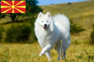 Read more about the article Kuzey Makedonya’da Samoyed yetiştiricileri ve yavru köpekler