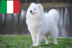 Read more about the article İtalya’daki Samoyed yetiştiricileri ve yavru köpekler