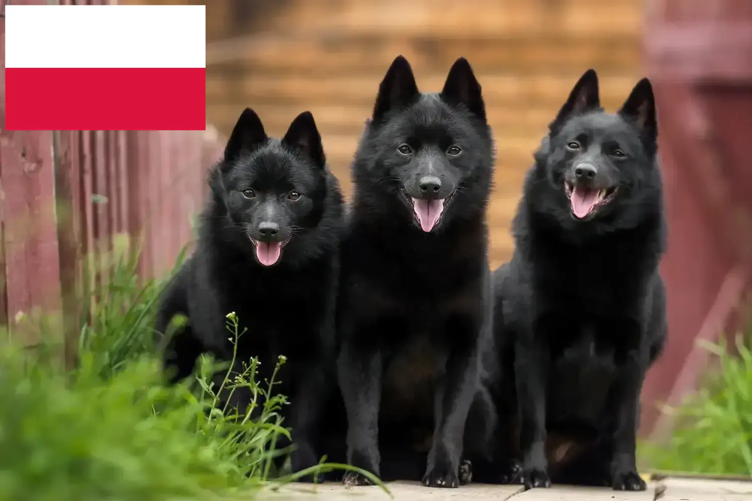 Read more about the article Polonya’da Schipperke yetiştiricileri ve köpek yavruları