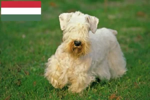 Read more about the article Macaristan’da Sealyham Terrier yetiştiricileri ve köpek yavruları