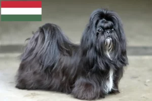 Read more about the article Macaristan’da Shih Tzu yetiştiricileri ve köpek yavruları