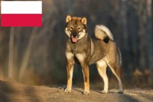 Read more about the article Polonya’daki Şikoku yetiştiricileri ve köpek yavruları