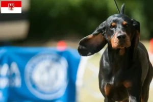 Read more about the article Brandenburg’da Siyah ve Ten Rengi Rakun Tazısı yetiştiricileri ve köpek yavruları