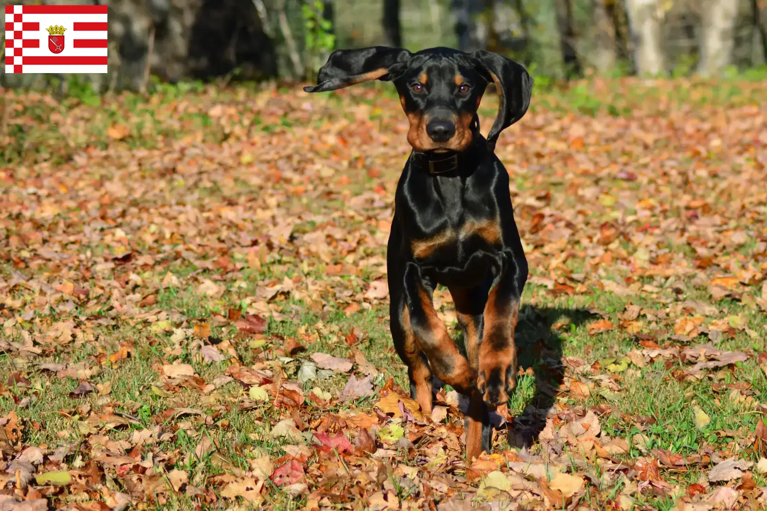 Read more about the article Bremen’de Black and Tan Coonhound yetiştiricileri ve köpek yavruları