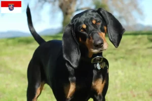 Read more about the article Hessen’de Black and Tan Coonhound yetiştiricileri ve köpek yavruları