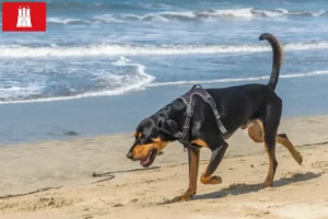 Read more about the article Hamburg’da Black and Tan Coonhound yetiştiricileri ve köpek yavruları