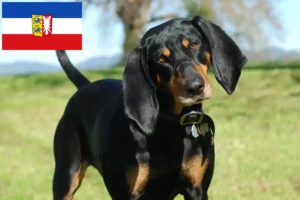 Read more about the article Schleswig-Holstein’da Siyah ve Ten Rengi Rakun Tazısı yetiştiricileri ve köpek yavruları