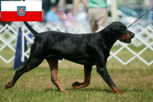 Read more about the article Thüringen’de Black and Tan Coonhound yetiştiricileri ve köpek yavruları