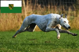 Read more about the article Saksonya’daki Tazı yetiştiricileri ve köpek yavruları