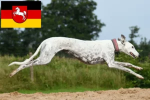 Read more about the article Aşağı Saksonya’daki tazı yetiştiricileri ve köpek yavruları