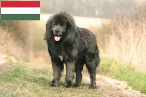 Read more about the article Macaristan’da Tibet köpeği yetiştiricisi ve yavruları