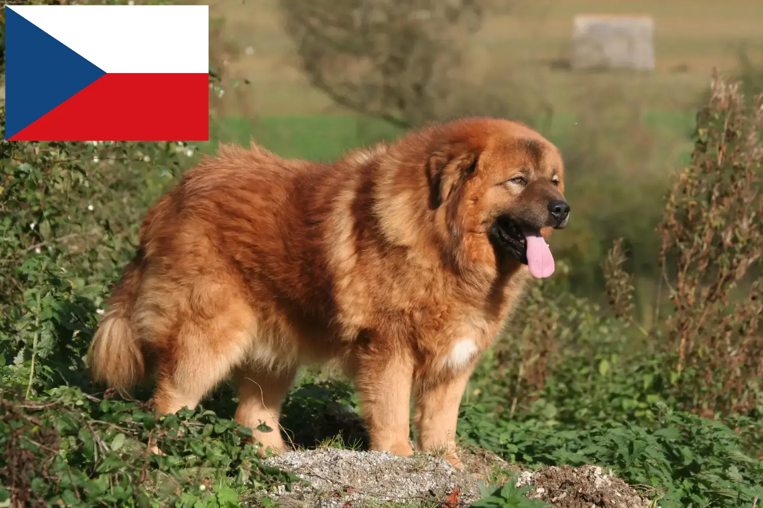 Read more about the article Çek Cumhuriyeti’nde Tibet Köpeği yetiştiricisi ve yavruları
