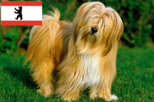 Read more about the article Berlin’de Tibet Teriyeri yetiştiricileri ve köpek yavruları