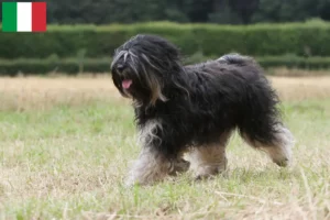 Read more about the article İtalya’da Tibet Teriyeri yetiştiricileri ve köpek yavruları