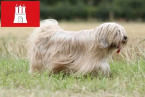 Read more about the article Hamburg’da Tibet Teriyeri yetiştiricileri ve köpek yavruları