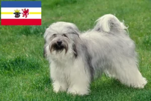 Read more about the article Mecklenburg-Vorpommern’de Tibet Teriyeri yetiştiricileri ve köpek yavruları
