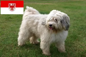 Read more about the article Brandenburg’da Tibet Teriyeri yetiştiricileri ve köpek yavruları