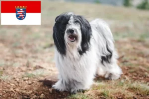 Read more about the article Hessen’de Tibet Teriyeri yetiştiricileri ve köpek yavruları