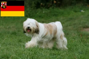 Read more about the article Rhineland-Palatinate’de Tibet Teriyeri yetiştiricileri ve köpek yavruları