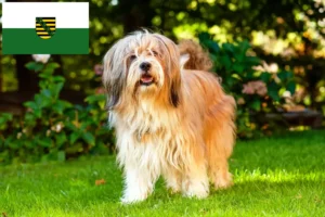 Read more about the article Saksonya’da Tibet Teriyeri yetiştiricileri ve köpek yavruları