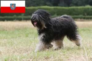 Read more about the article Thüringen’de Tibet Teriyeri yetiştiricileri ve köpek yavruları