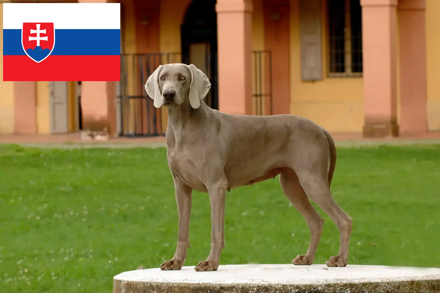 Read more about the article Slovakya’da Weimaraner yetiştiricileri ve köpek yavruları