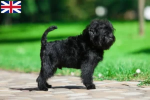Read more about the article Büyük Britanya’daki Affenpinscher yetiştiricileri ve yavru köpekler