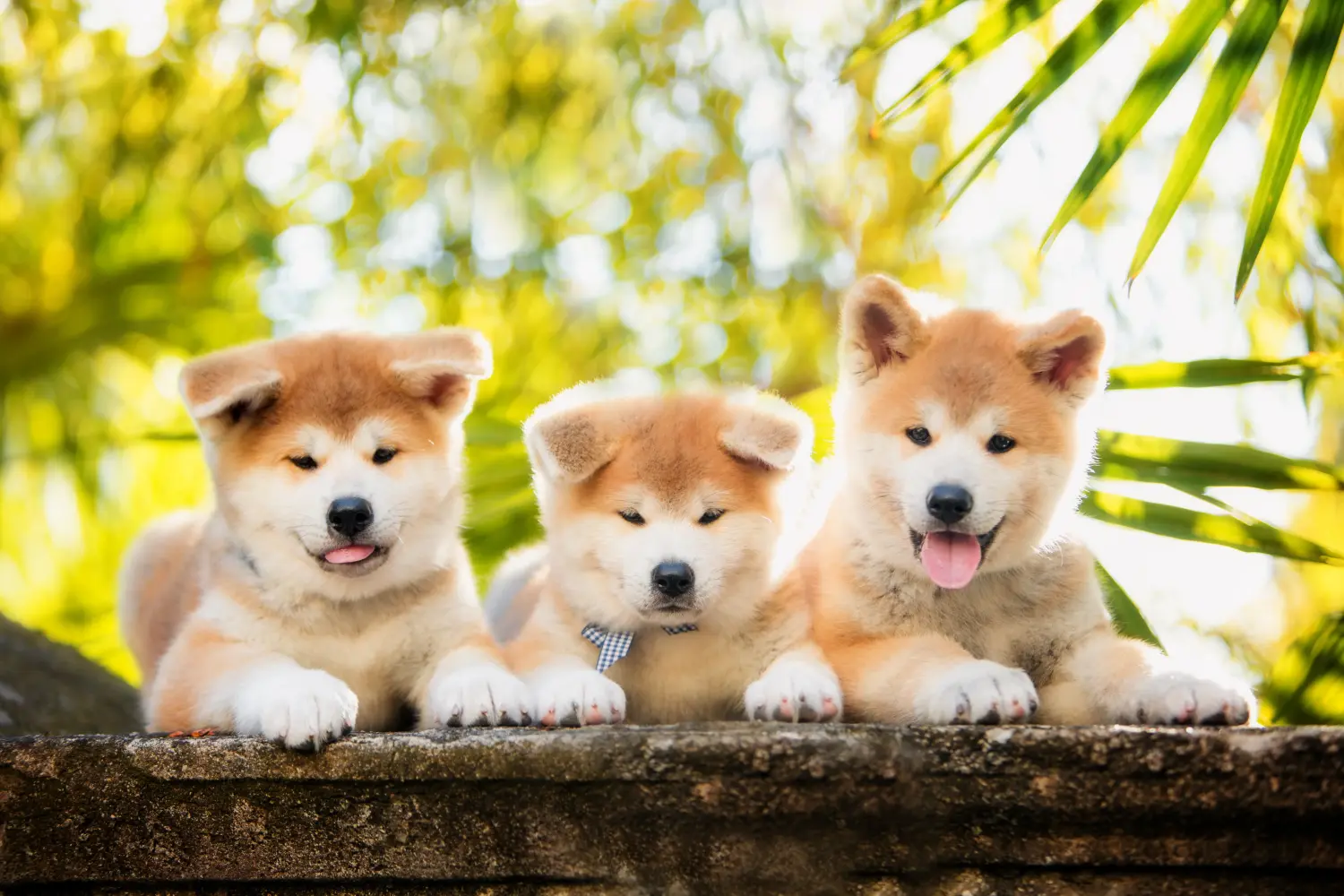 Bir Akita yavrusu satın almak sorumluluk almak demektir! Akita yavruları satın alın.