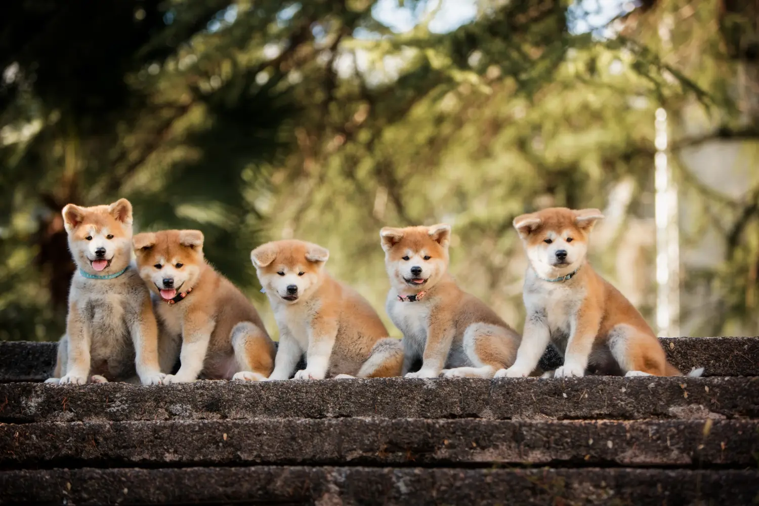 Bir Akita yavrusu satın almak sorumluluk almak demektir! Akita yavruları satın alın.