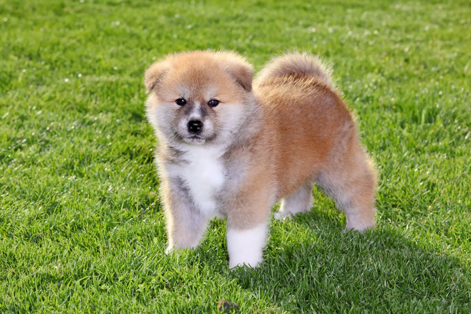 Bir Akita yavrusu satın almak sorumluluk almak demektir! Akita yavruları satın alın.