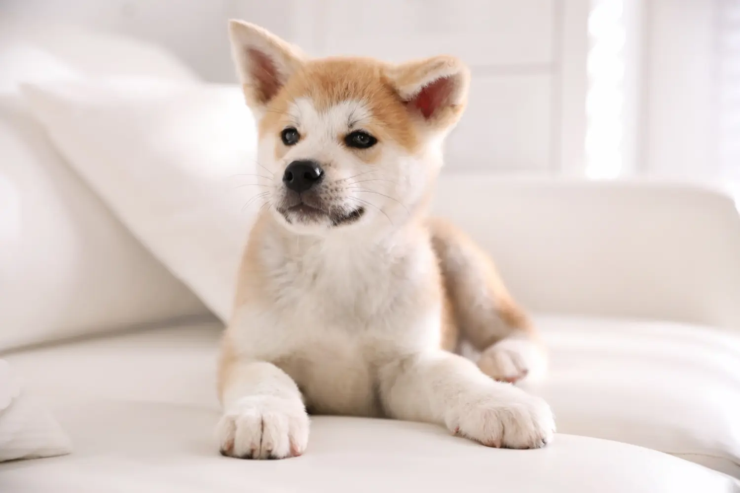 Bir Akita yavrusu satın almak sorumluluk almak demektir! Akita yavruları satın alın.