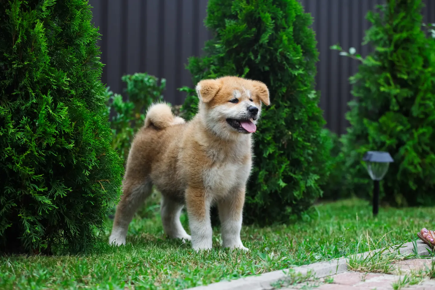Bir Akita yavrusu satın almak sorumluluk almak demektir! Akita yavruları satın alın.