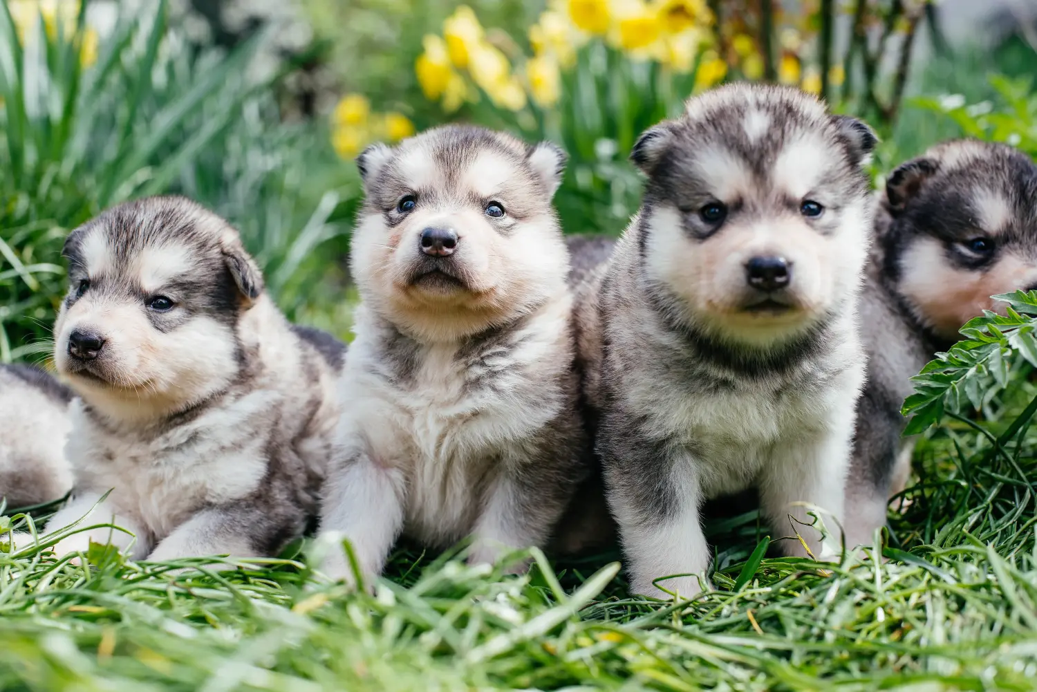 Bir Alaskan Malamute yavrusu satın almak sorumluluk almak demektir! Alaskan Malamute yavruları satın alın.