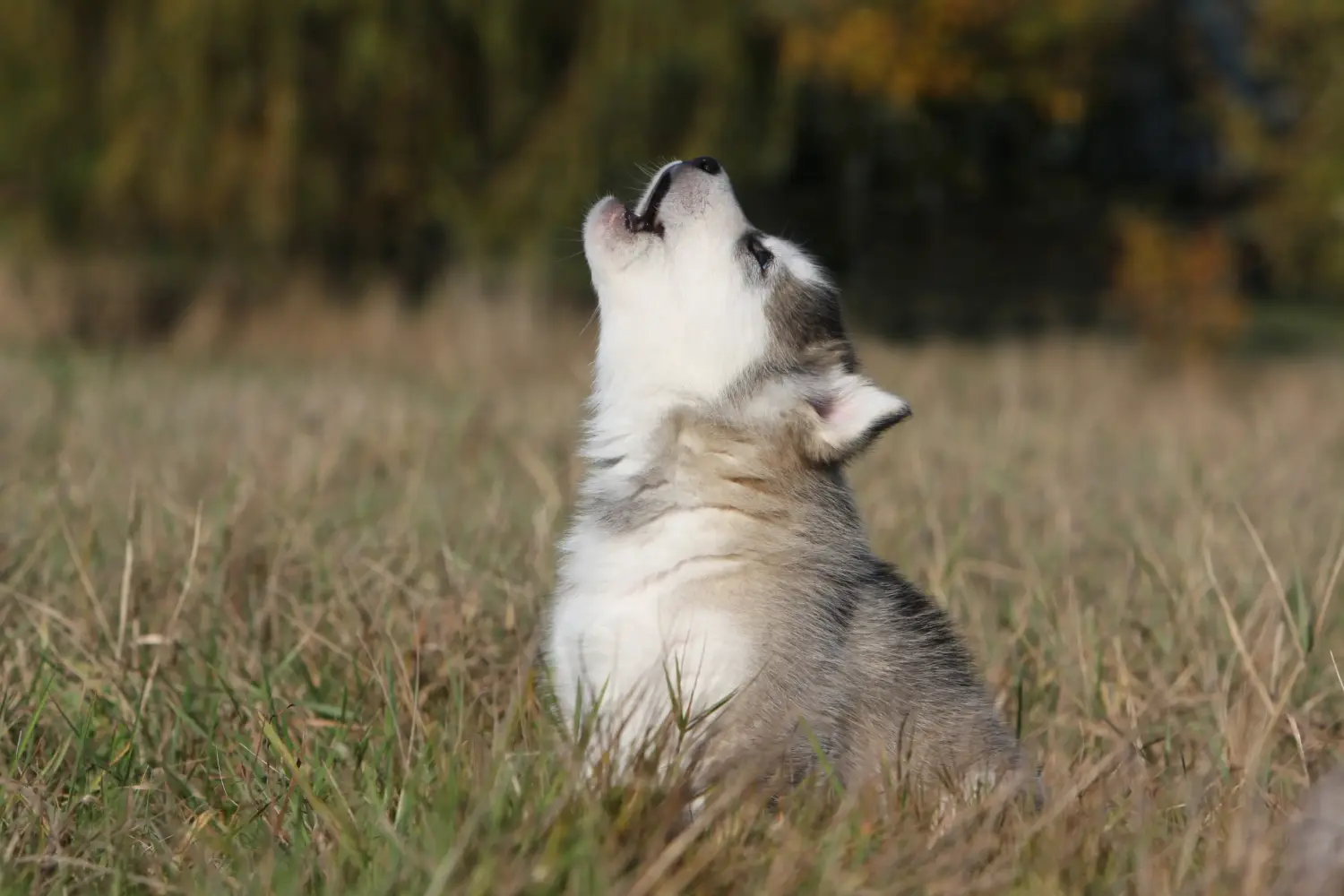Bir Alaskan Malamute yavrusu satın almak sorumluluk almak demektir! Alaskan Malamute yavruları satın alın.