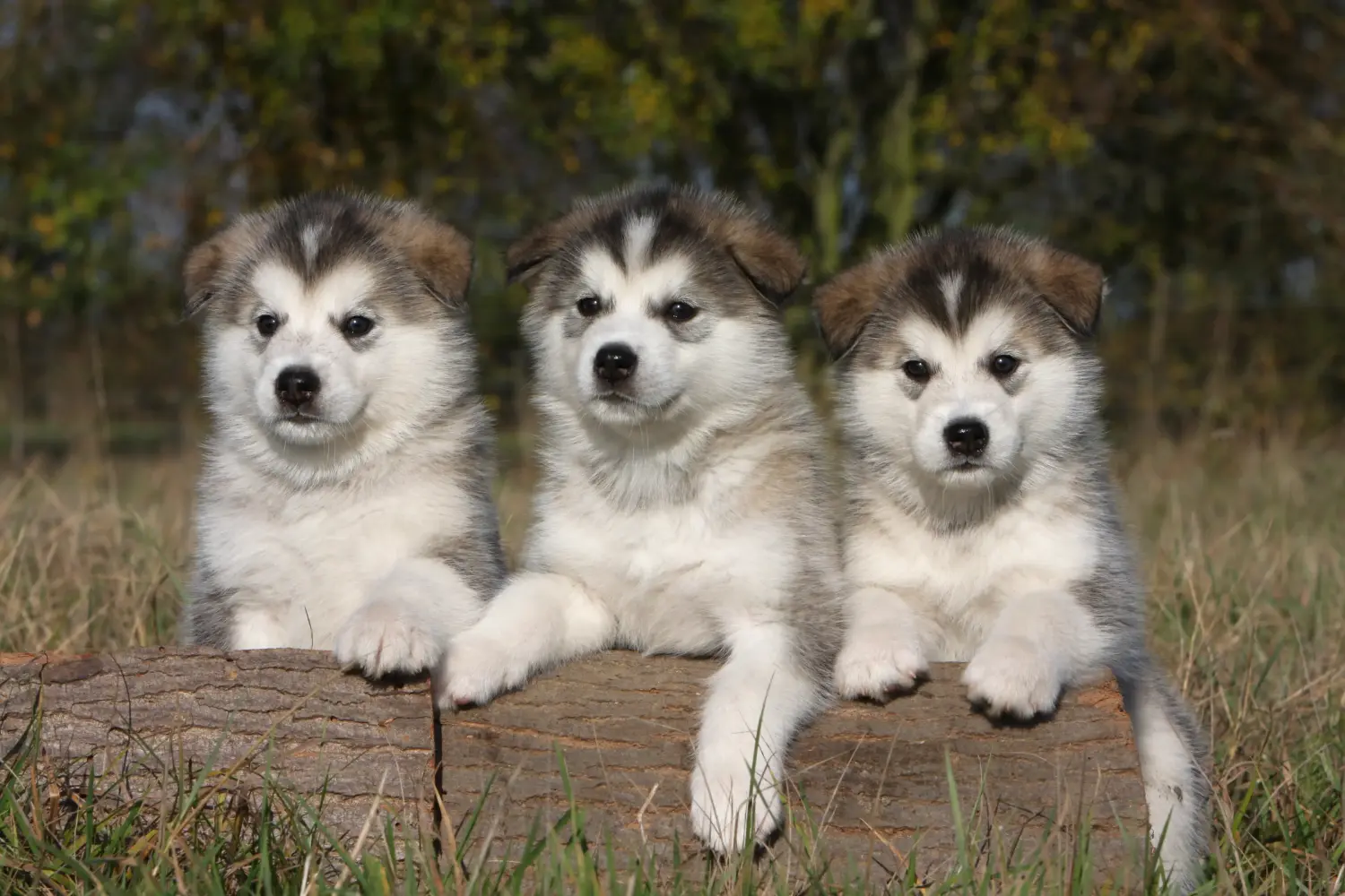 Bir Alaskan Malamute yavrusu satın almak sorumluluk almak demektir! Alaskan Malamute yavruları satın alın.