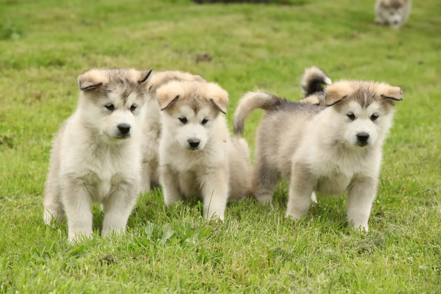 Bir Alaskan Malamute yavrusu satın almak sorumluluk almak demektir! Alaskan Malamute yavruları satın alın.